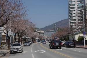 2023 하송 벚꽃축제 4월1일 개막