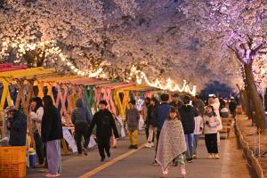 정선군, ‘가리왕산 아래 벚꽃의 향연’ 북평면 벚꽃 축제